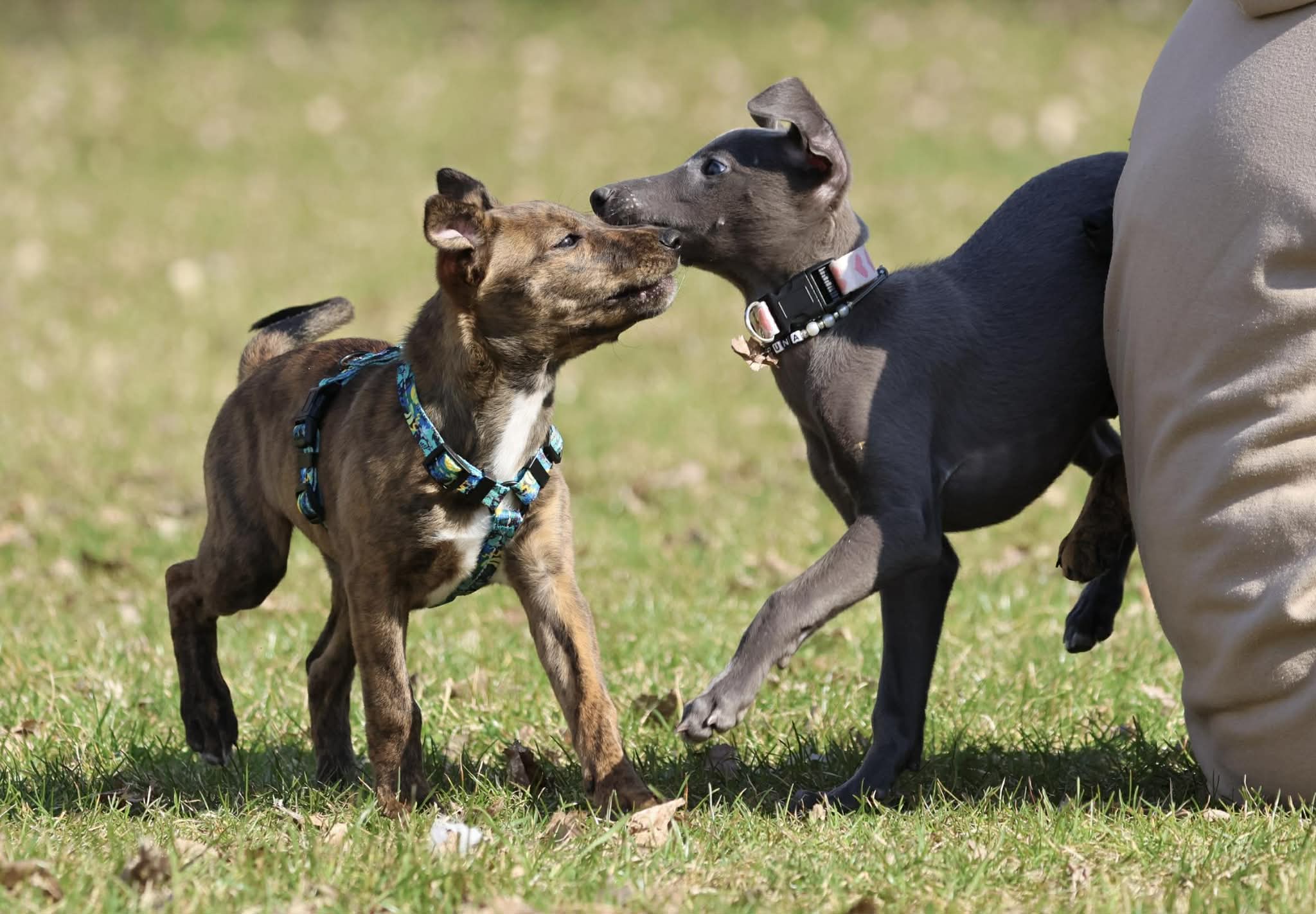 Young Warsaw Bullets rośnie w siłę!