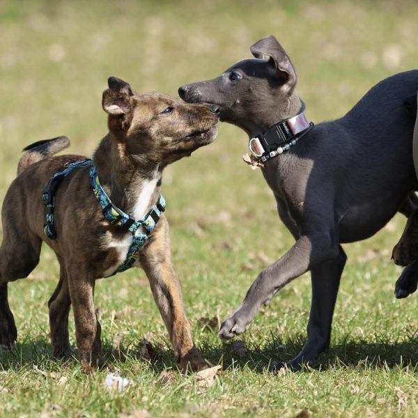 Young Warsaw Bullets rośnie w siłę!